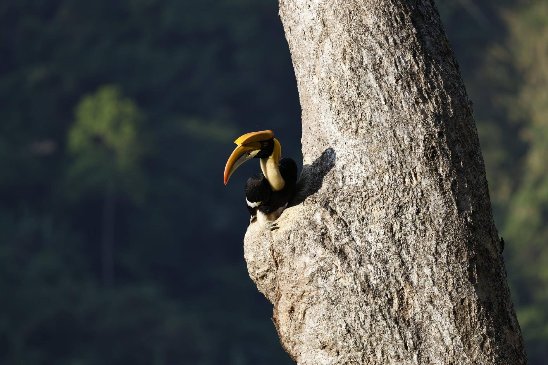 云南野生动物旗舰物种 ——双角犀鸟 |《美丽云南》(第三季)_鸟类