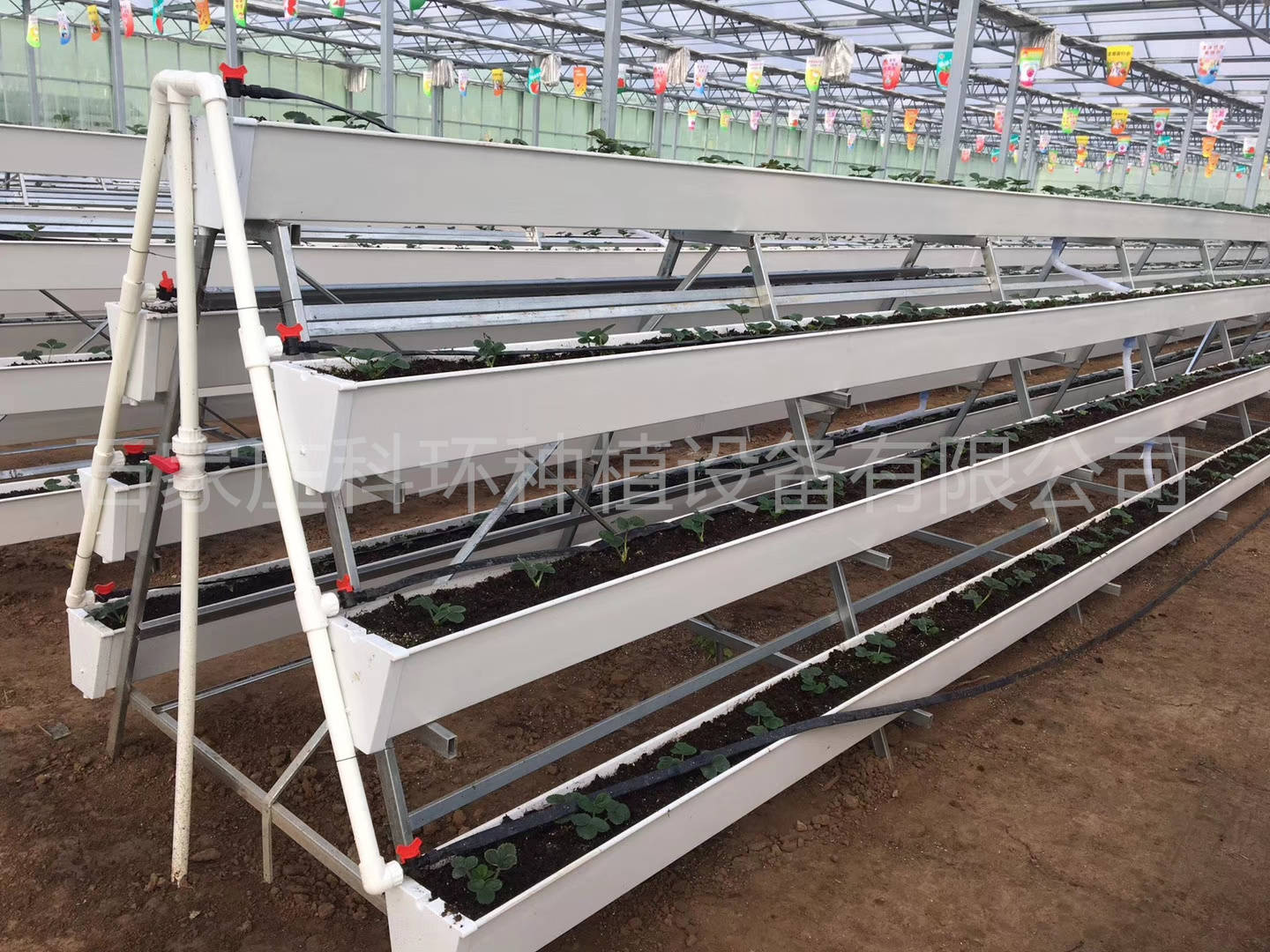 草莓立体种植支架 大棚草莓种植槽 pvc立体栽培槽 高效低成本营养液