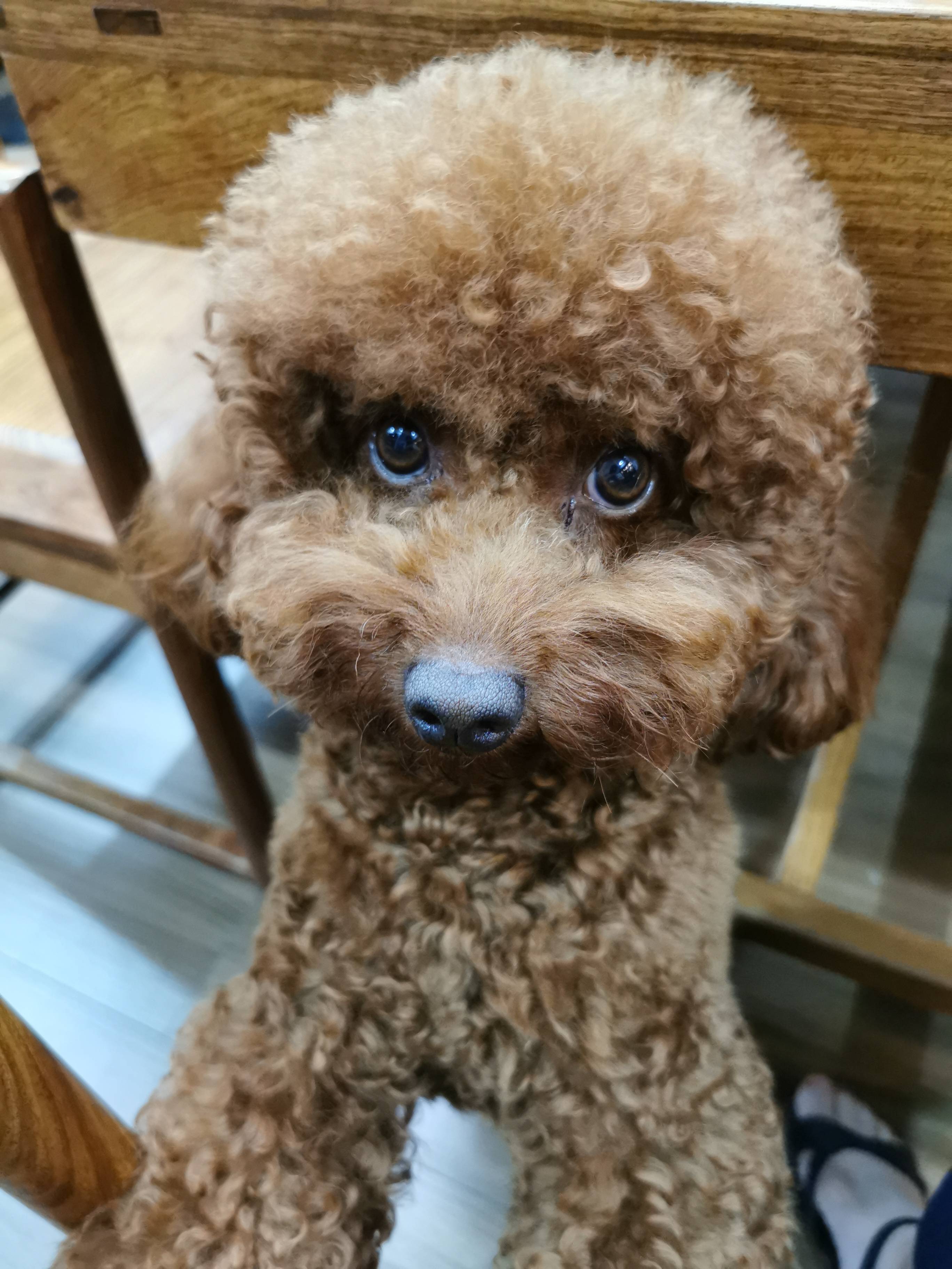 广东省佛山市禅城区《有偿寻狗》——"贵宾犬"_肥仔_华西_好心人