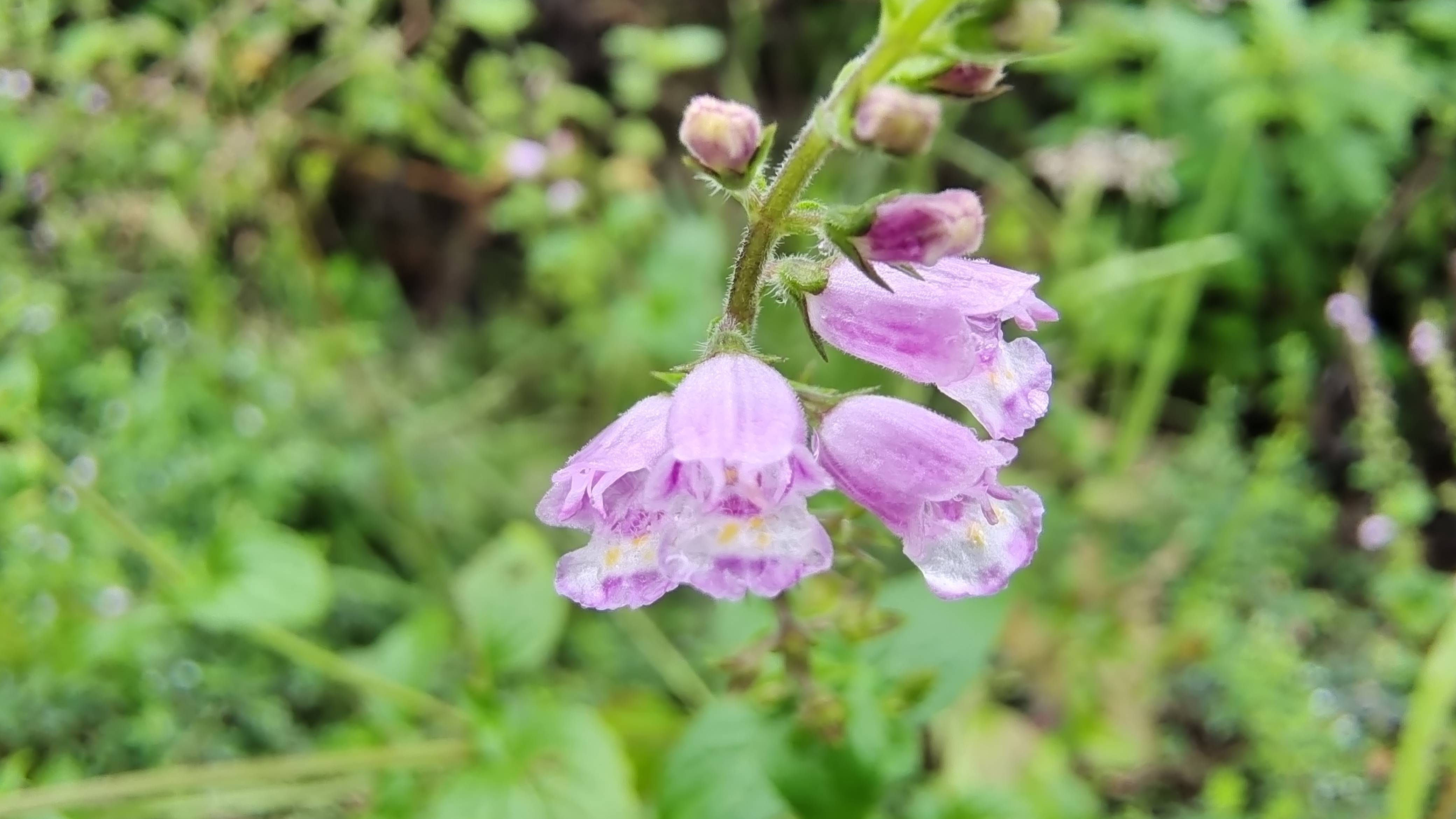 吉安随拍:花花草草之石荠苎-搜狐大视野-搜狐新闻