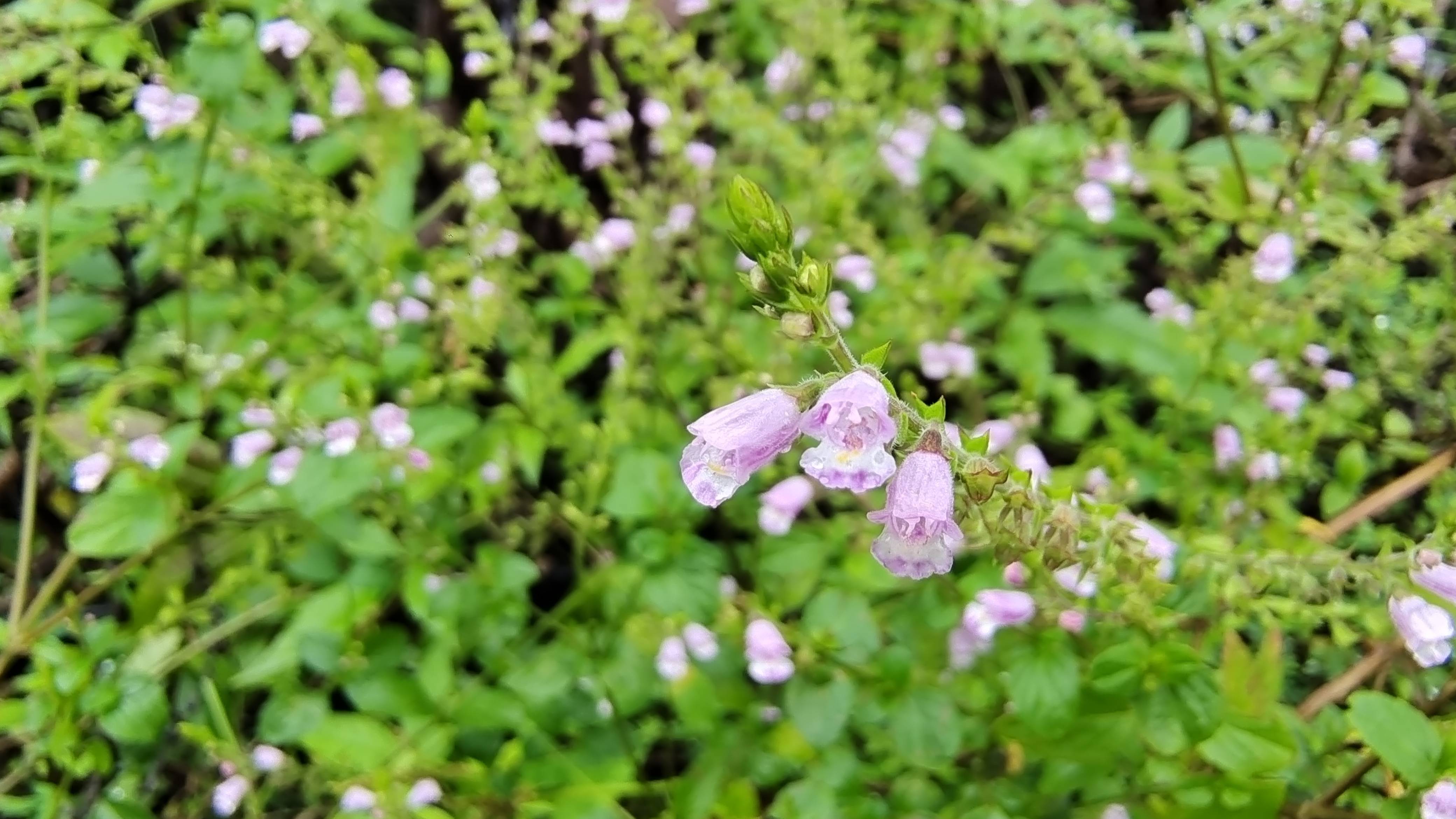 吉安随拍:花花草草之石荠苎-搜狐大视野-搜狐新闻