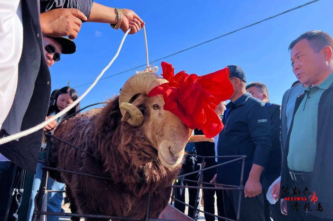 "贵妃羊"选秀 快来看看是不是你心目中的"美"羊羊