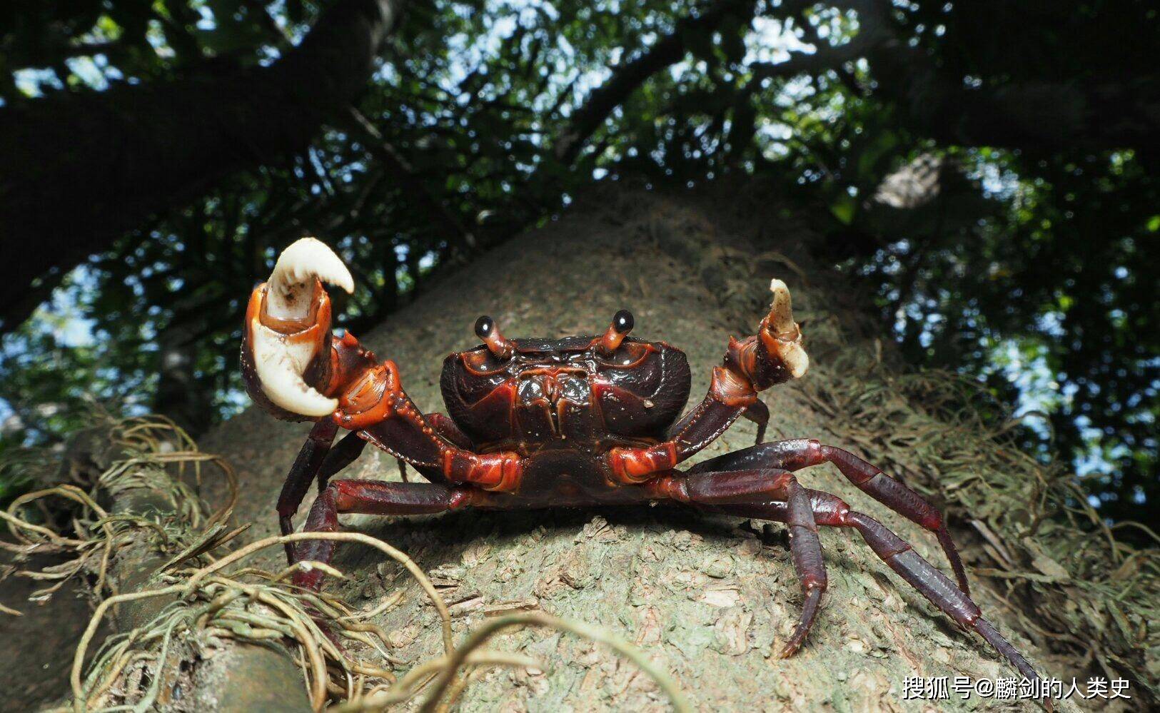 【动物界全系列】溪蟹总科—近溪蟹亚科(四):南海溪蟹_长度_宽度_末节
