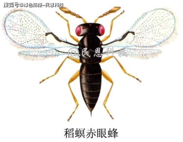 松毛虫赤眼蜂(大卵蜂)是否可以寄生水稻螟虫?寄生防治效果怎么样?