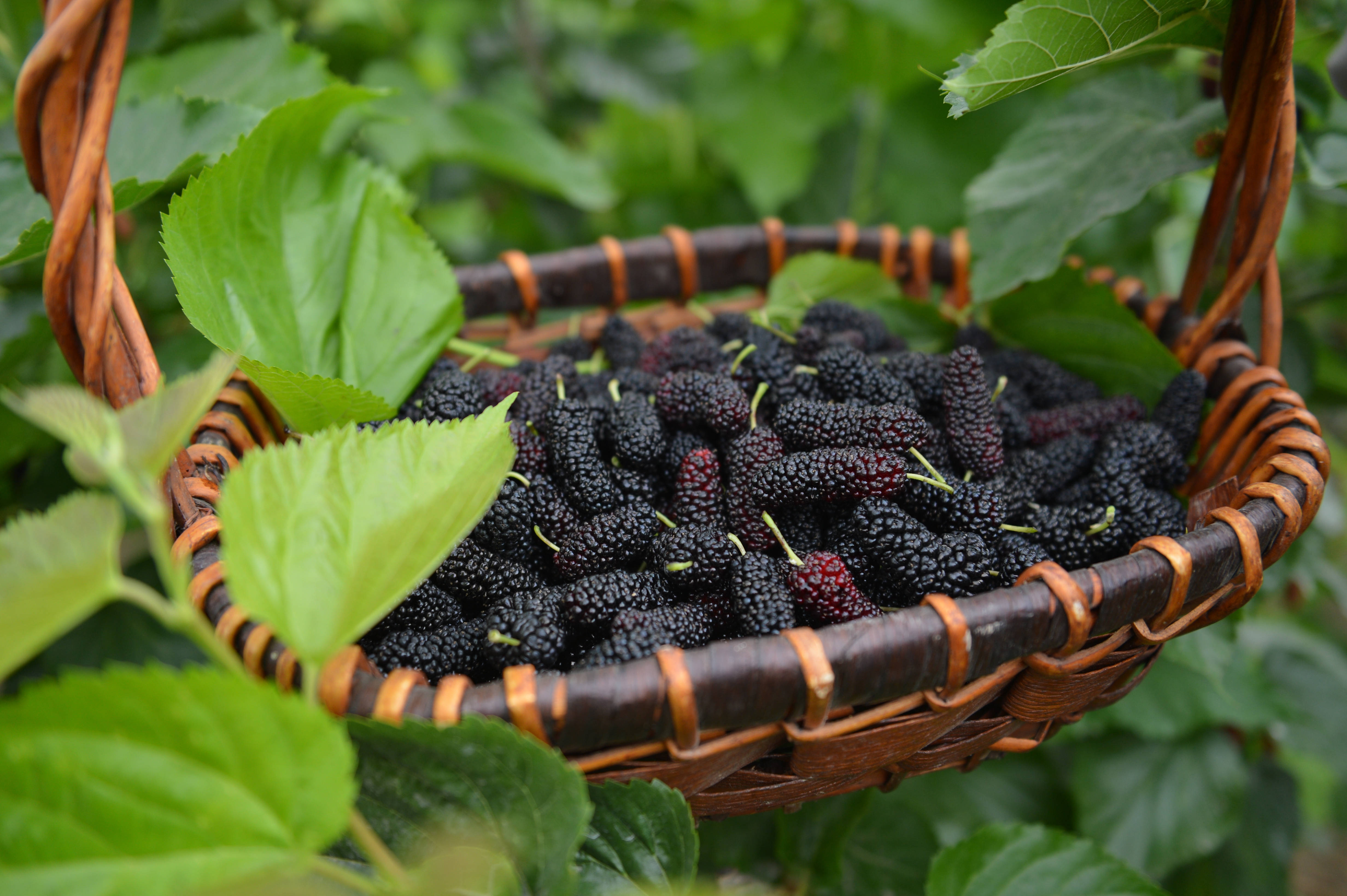 夏津椹果,汁若醍醐,味甘如蜜,营养丰富,品味尤佳.