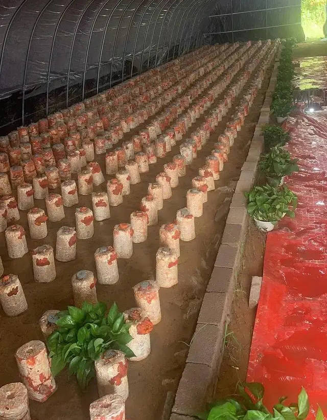 中农鸿晟(湖北) 农业科技有限公司为红栓菌种植行业