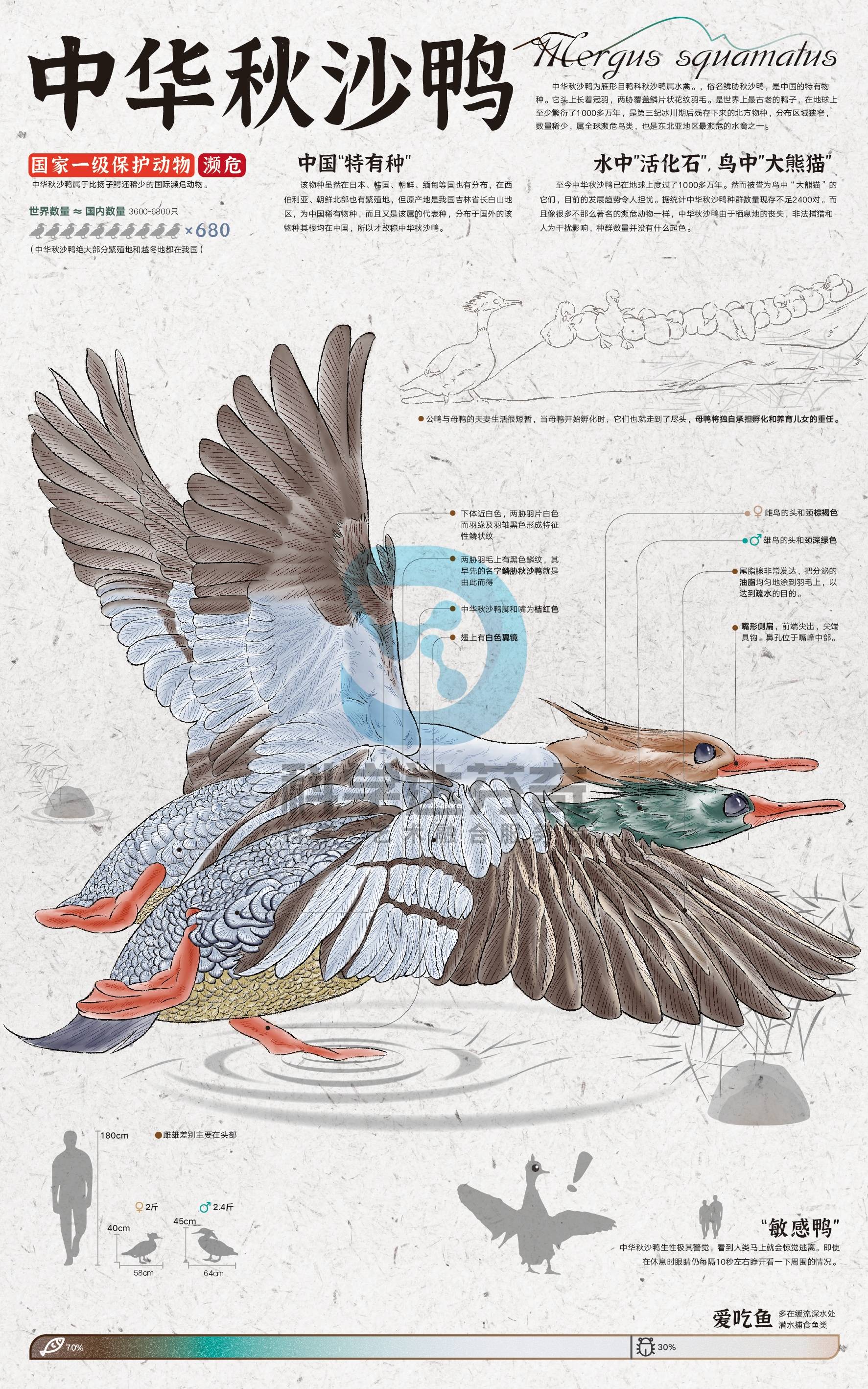 【科普插画案例】辽河口国家公园野生动物信息可视化_保护_特征_海豹