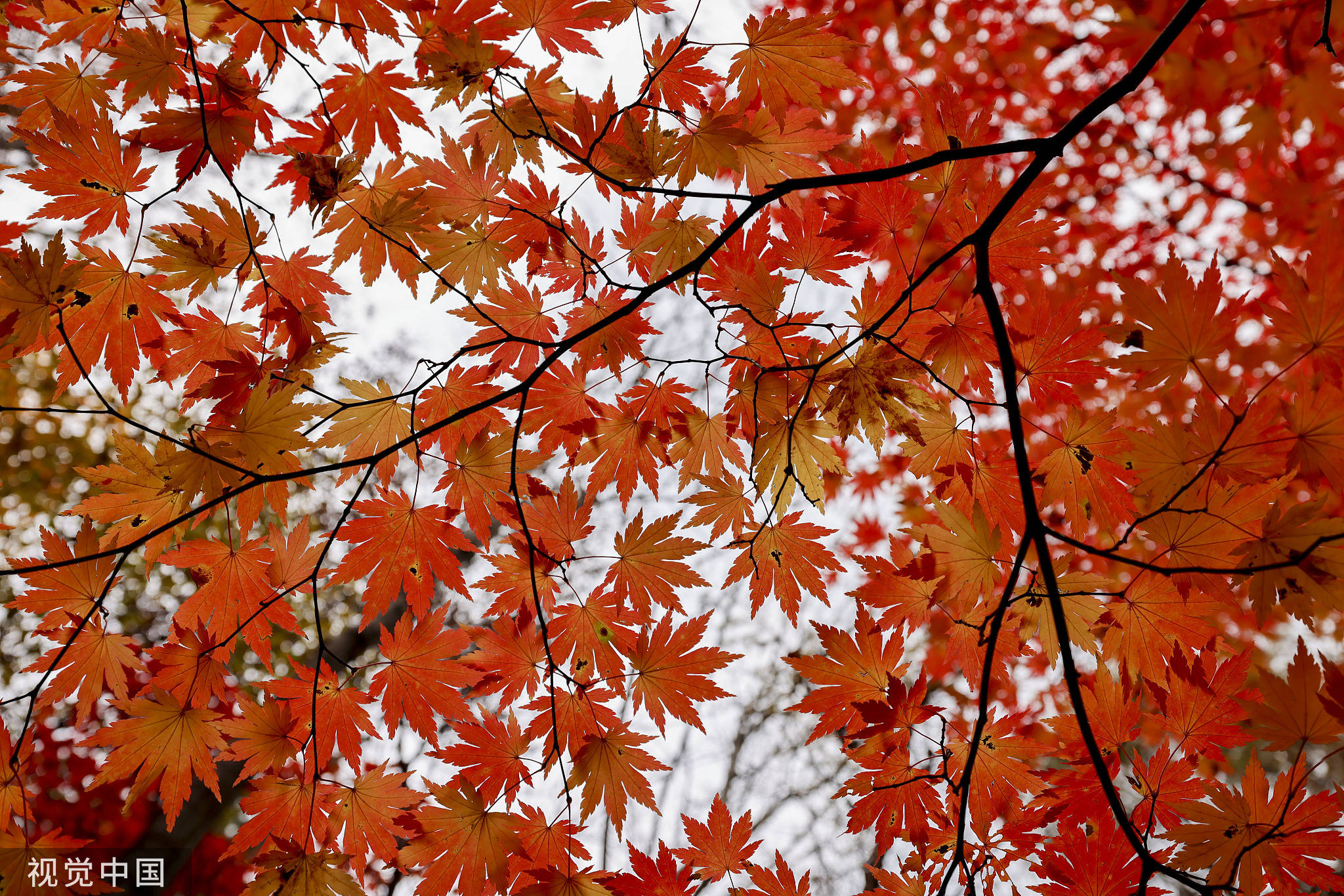 今日霜降:年年秋色最深处 叶落枫红霜漫天-搜狐大视野-搜狐新闻