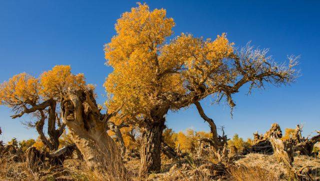 胡杨之_大漠_景色