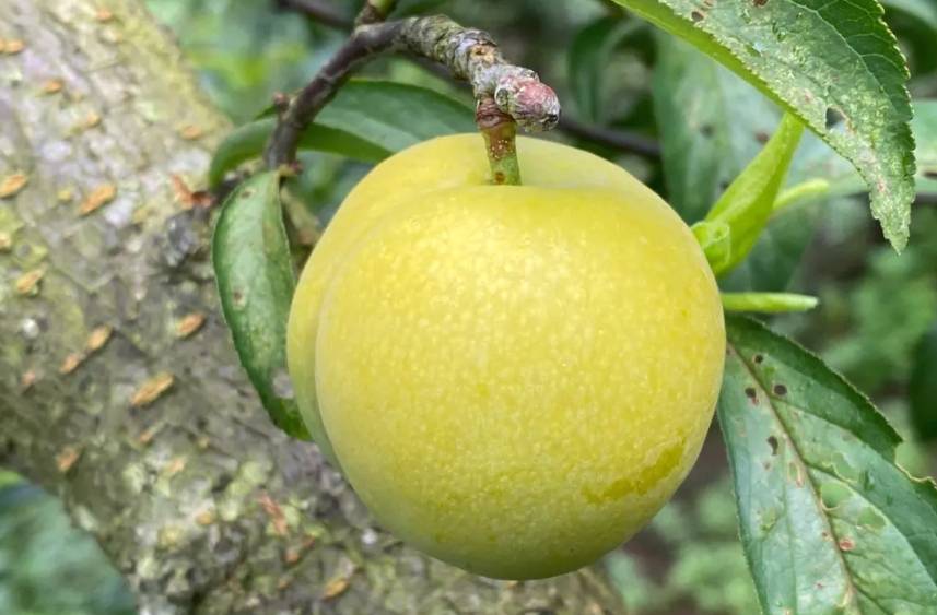 蜂糖李如何保花保果,蜂糖李合理施肥方法_进行_果实_开花