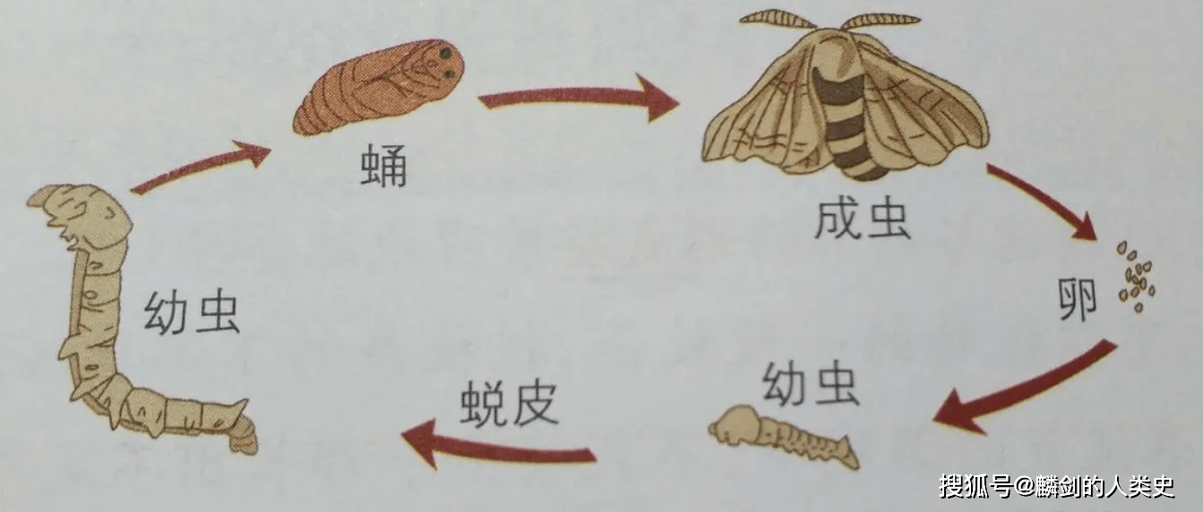 (5)生殖发育昆虫幼虫的孵出通过不同途径