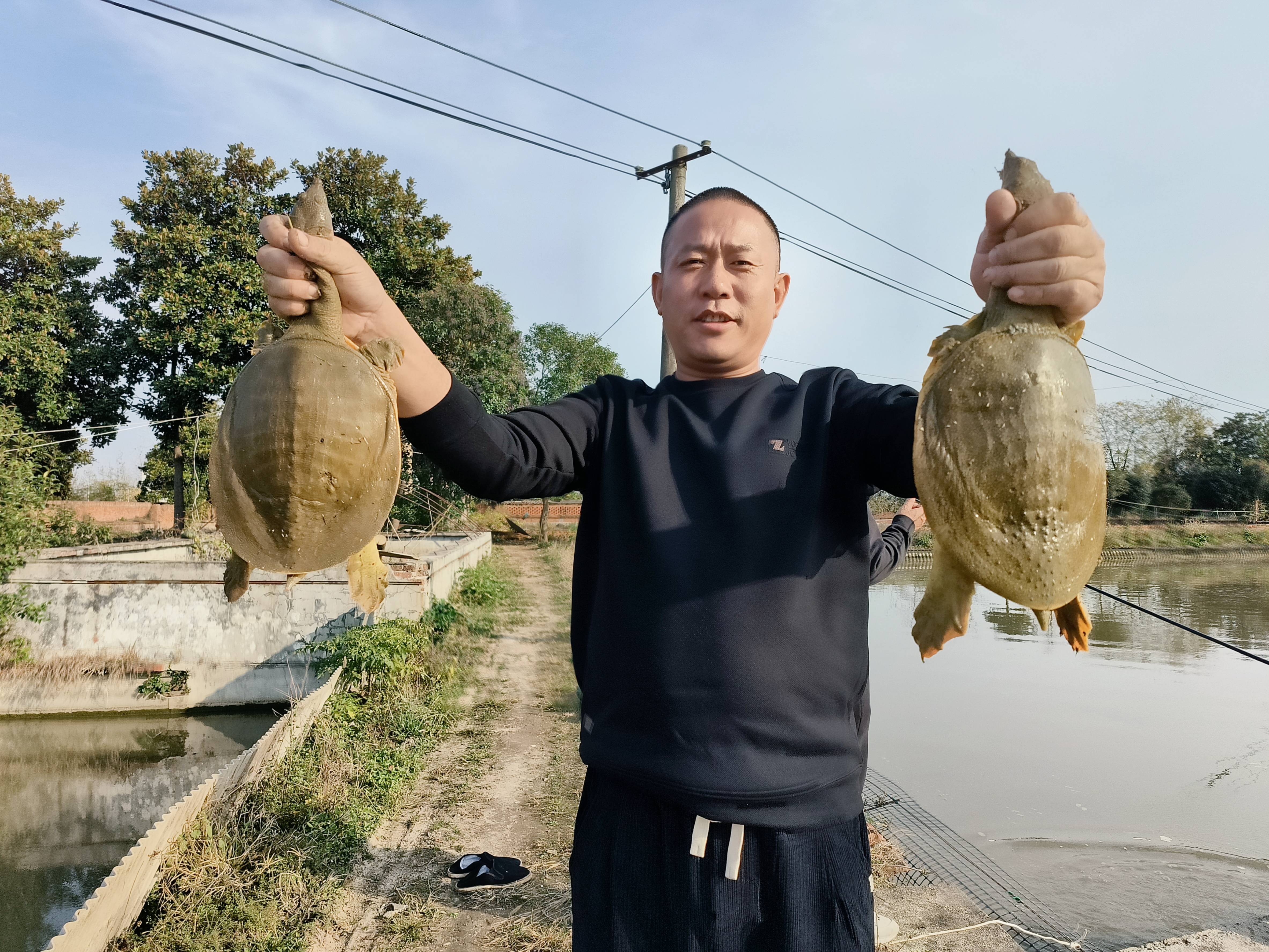 寻找河南特色食材之旅——探寻潢川甲鱼的独特魅力