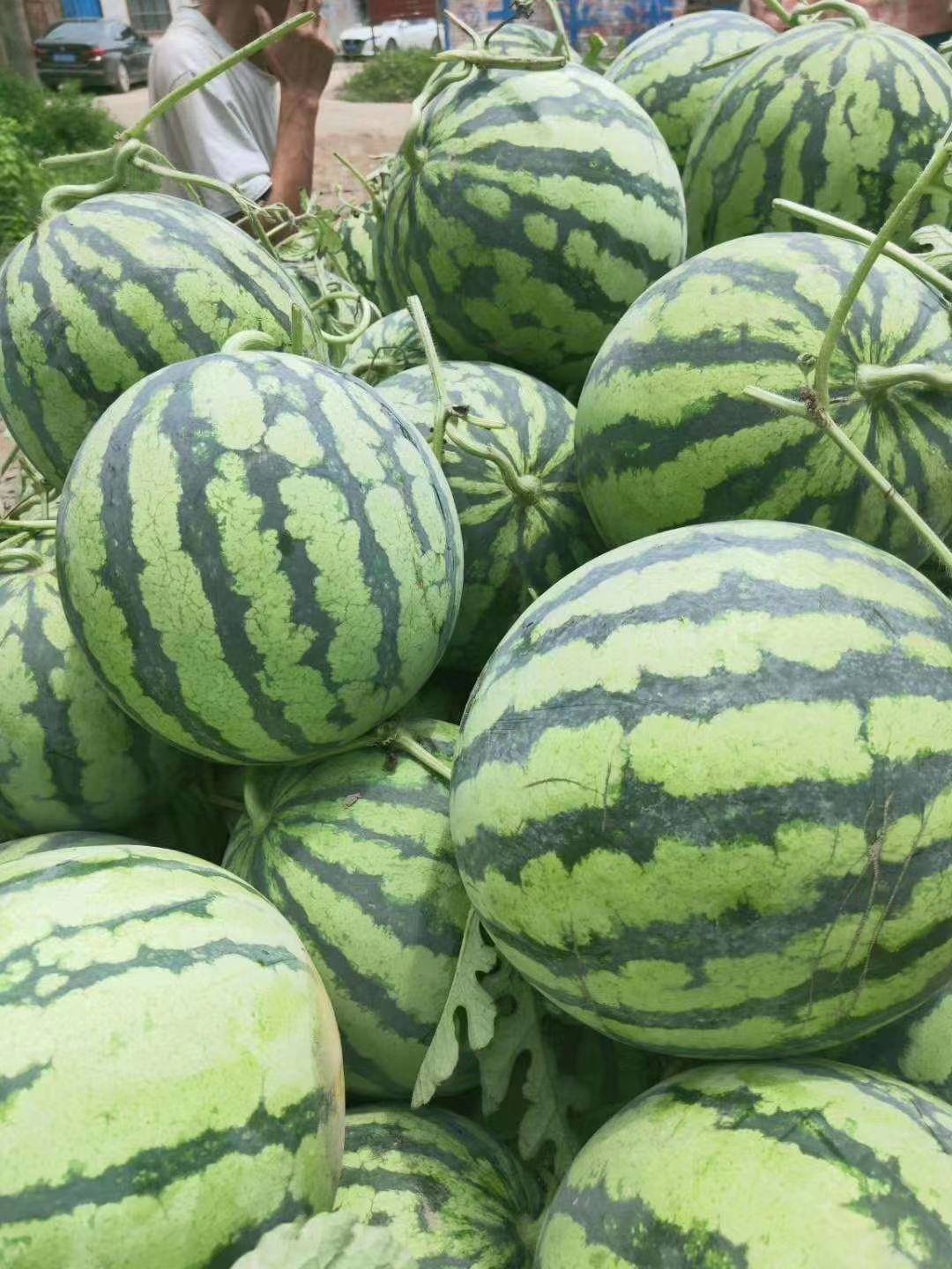 西瓜有籽还是无籽,今天就为大家进行了详细的介绍,吉甜盛美是由"长春