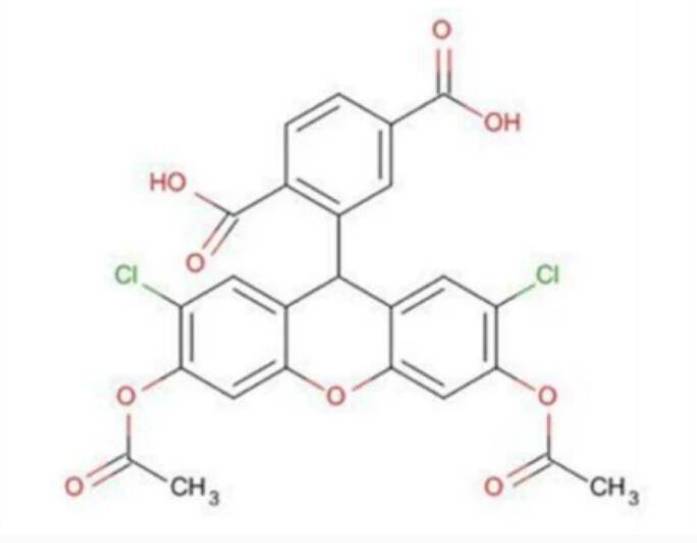 carboxy-h2dcfda是一種具有熒光特性的染料,可以在細胞中與活性氧反應