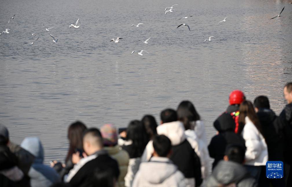 看越冬候鸟南迁之旅 感受生态跃动之美_湿地_自然保护区_鸟类