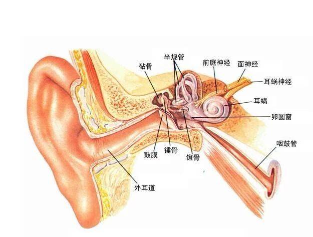 耳朵和大脑结构示意图图片