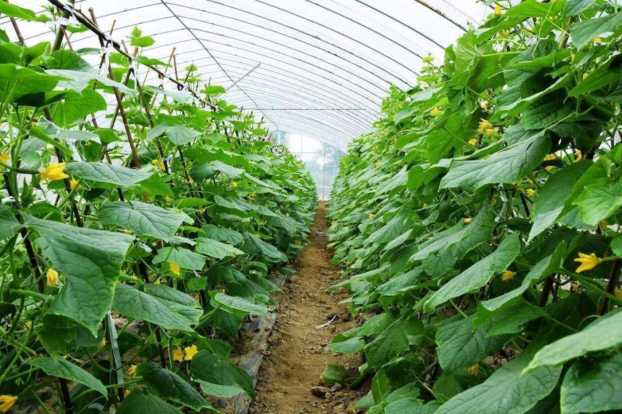 黄瓜阳台种植的全过程图片