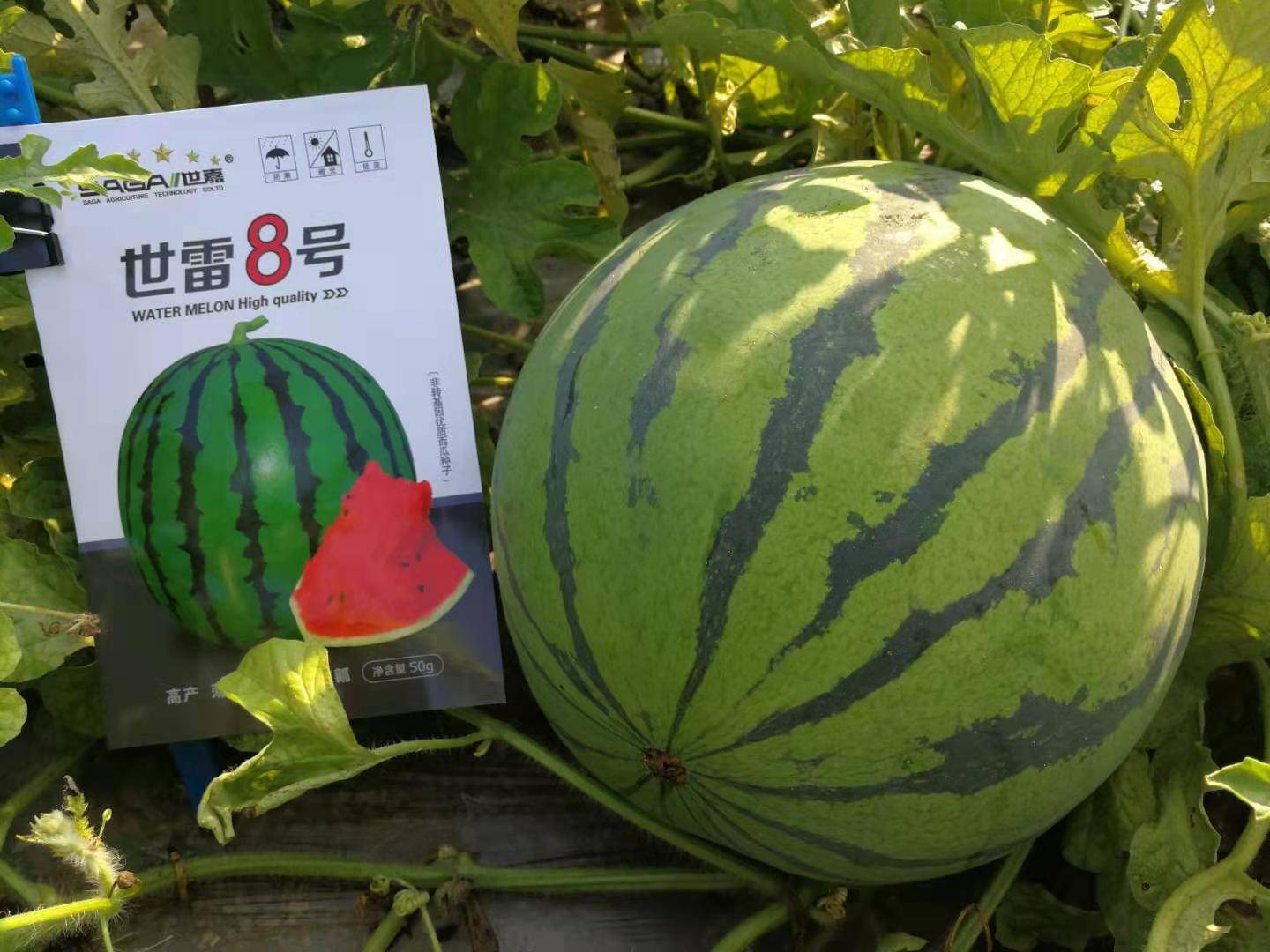 最顶级的西瓜_品种_种植_类型