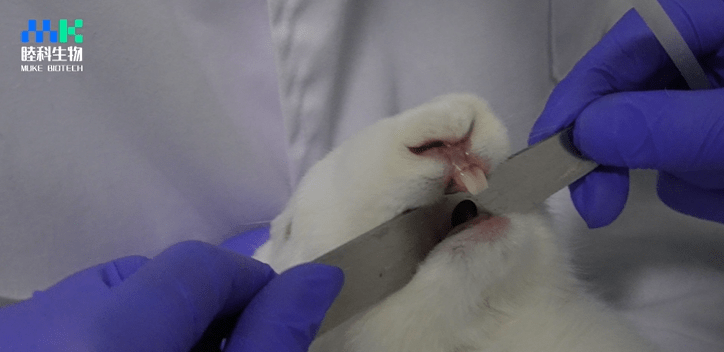 实操视频 图文 | 兔灌胃给药操作过程中的细节_实验_动物_药物