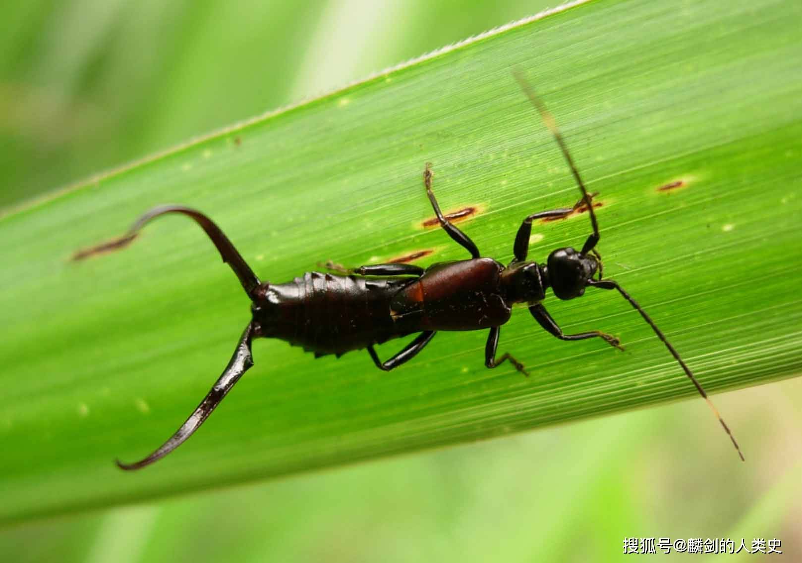 ①31蚭31蚭(学名:forficula tomis)是革翅目蠼螋科的一个蠼螋物种