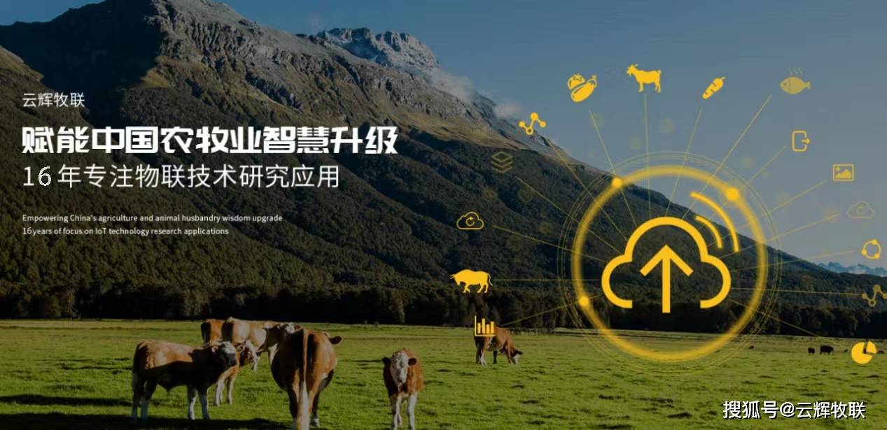 云辉牧联ai牲畜体尺自动测量系统开启牲畜选育智慧新时代_牛只_数据