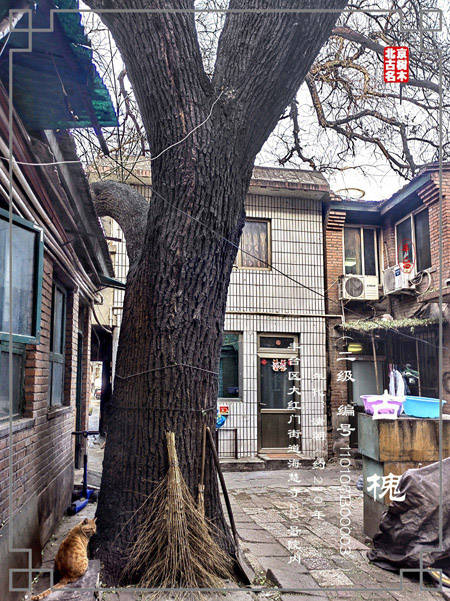 北京海慧寺图片