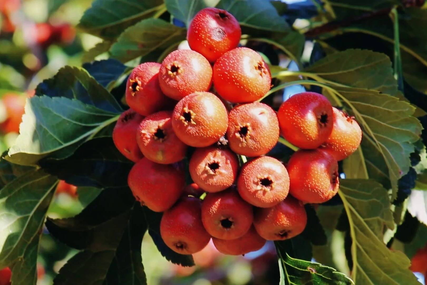 临沂市平邑县铜石镇:山楂果熟红艳艳_季节_收获_流域