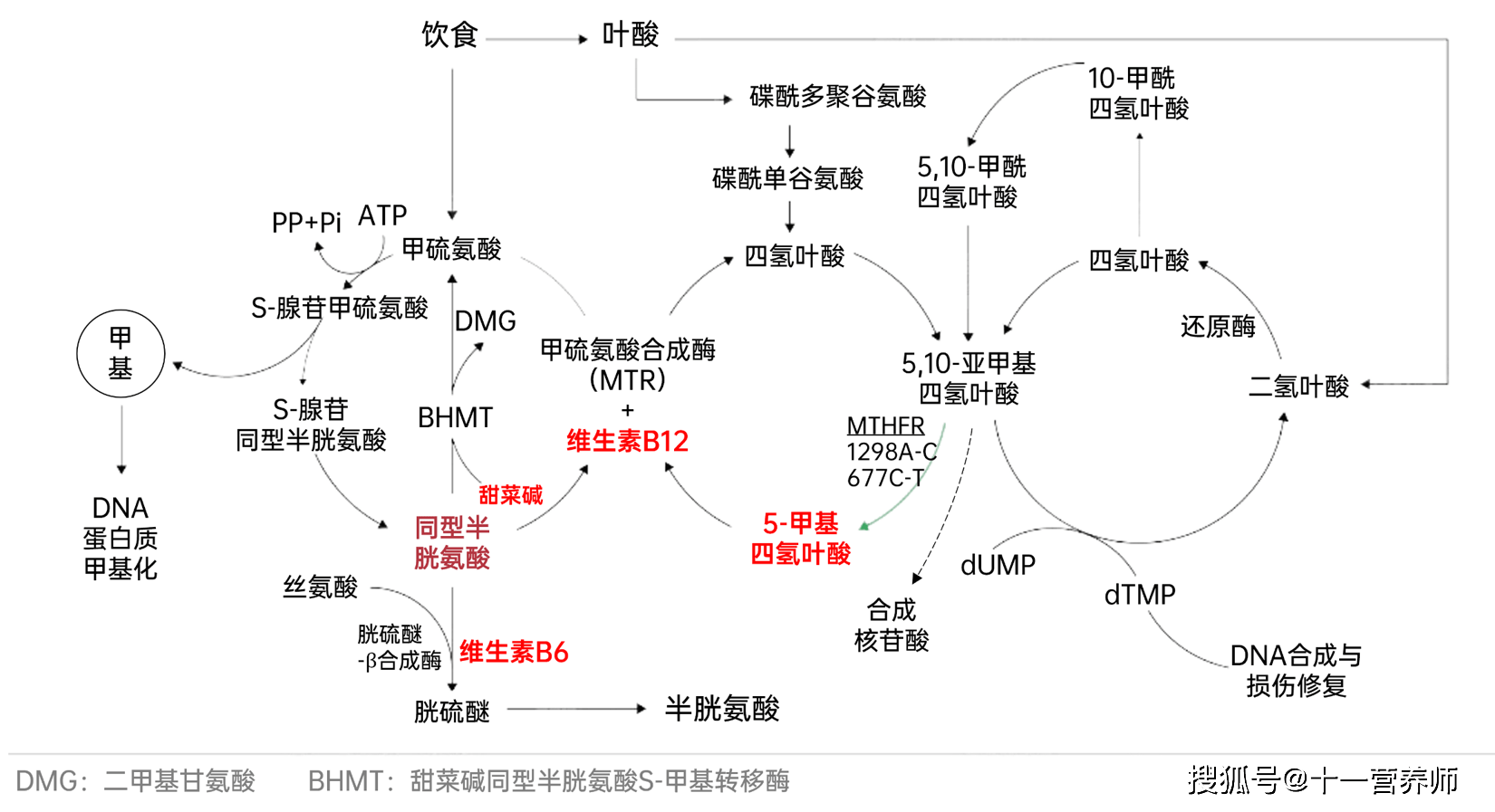 琥珀酸代谢图片