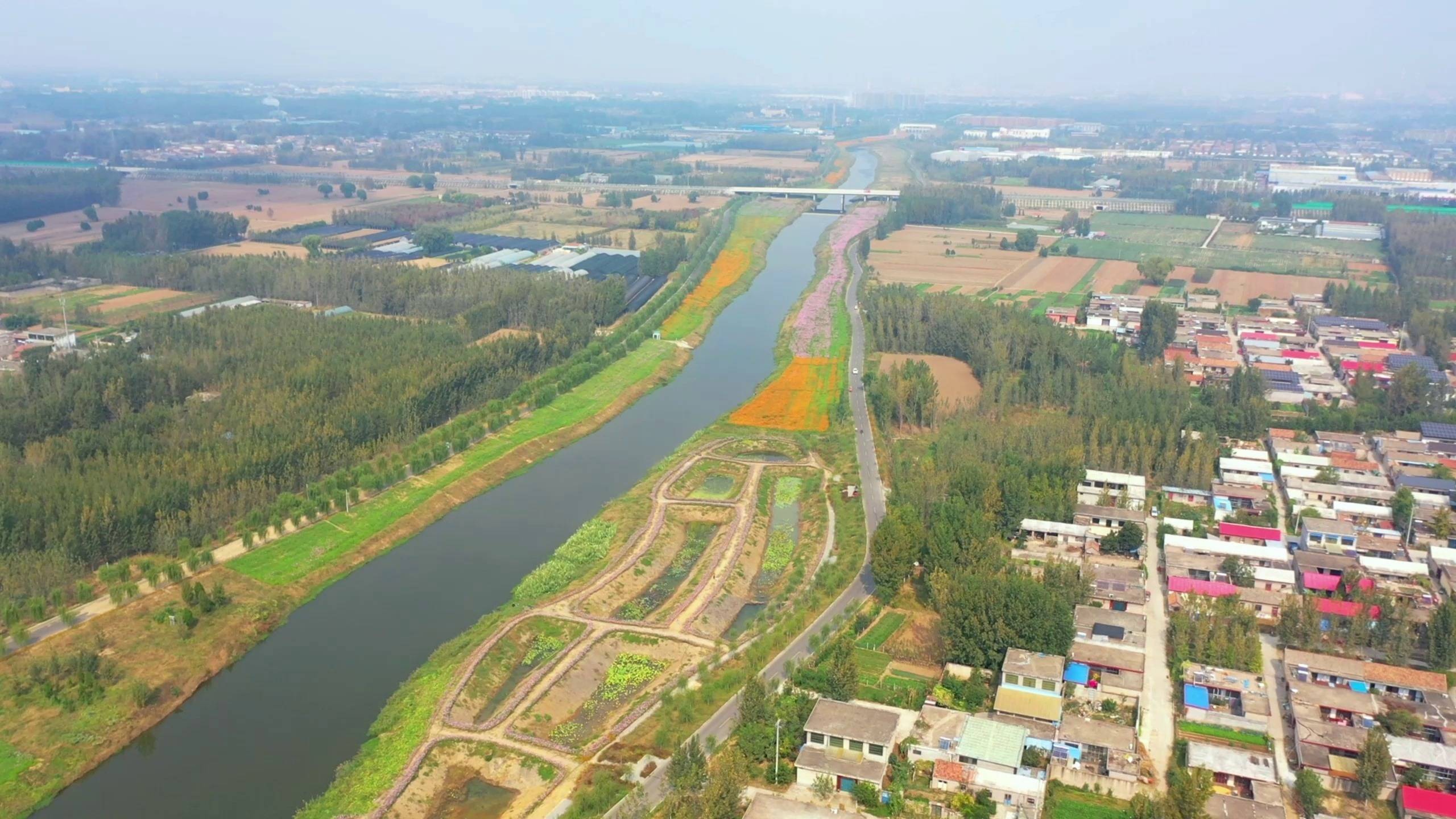 临沂市罗庄区:南涑河两岸格桑花开得正艳