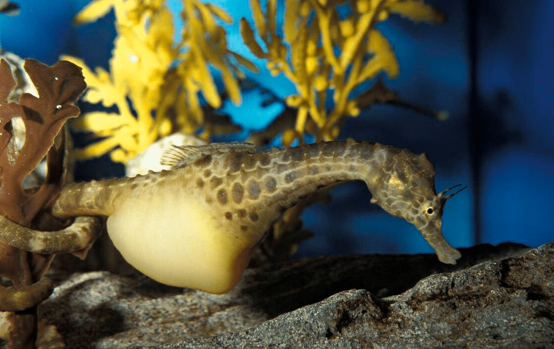 海洋中奇葩的生物，直立游泳食物无胃消化，演化史上的另类—海马(图8)