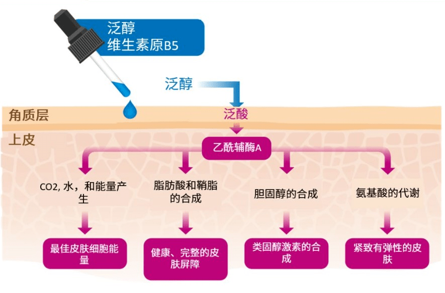 小美|美康小课堂 | 早C晚A，到底是个什么黄金cp？