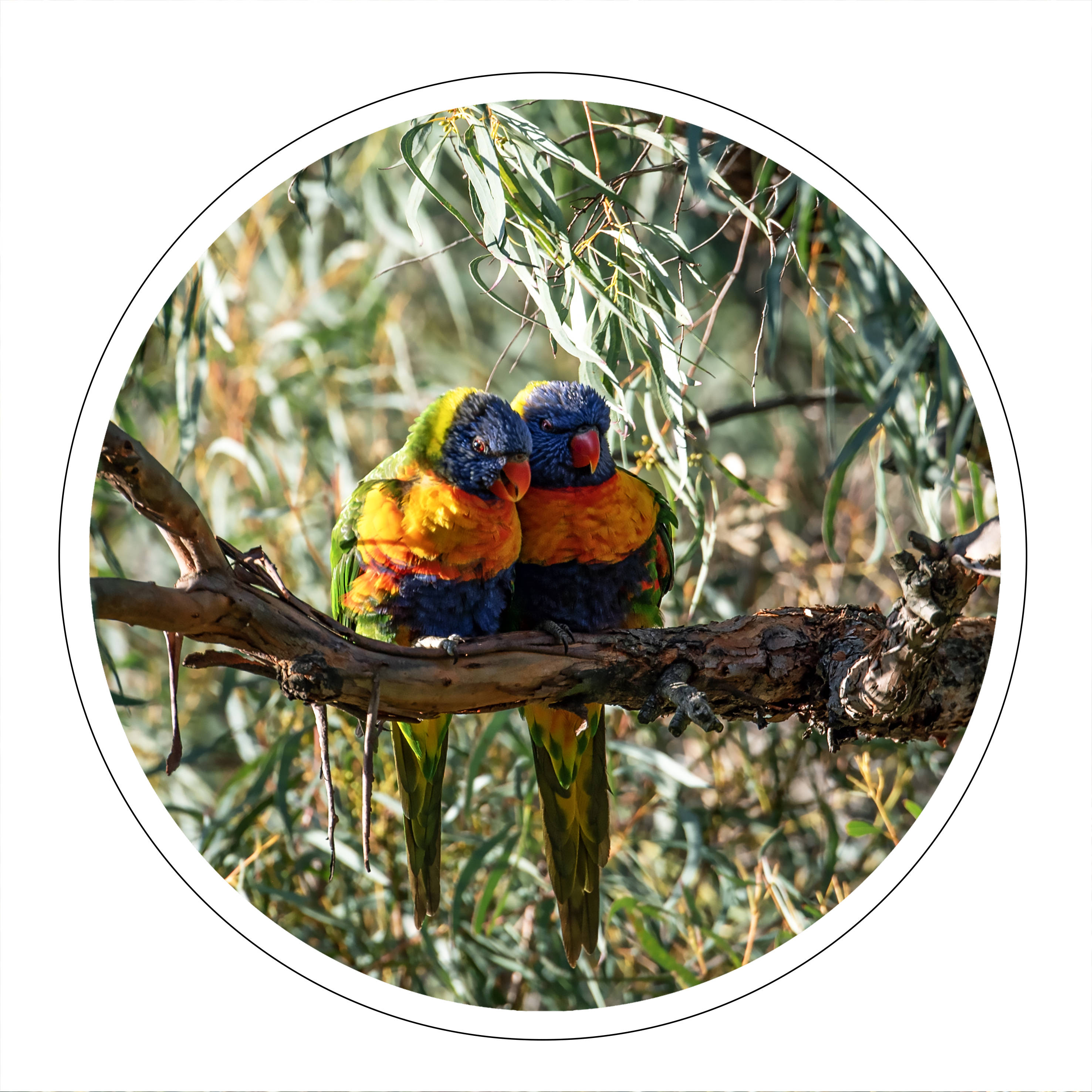 摄影故事:红嘴绿鹦哥之恩爱双栖_鸟儿_小提琴_音乐