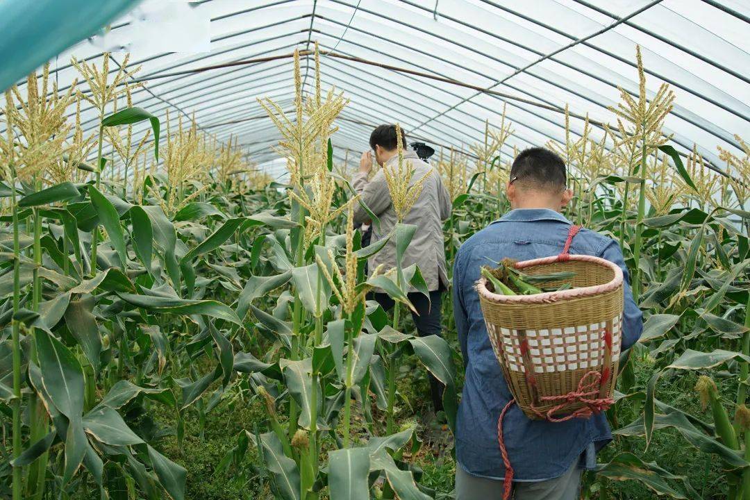 金汇的水果玉米上市啦,甚至甜过西瓜!_种植