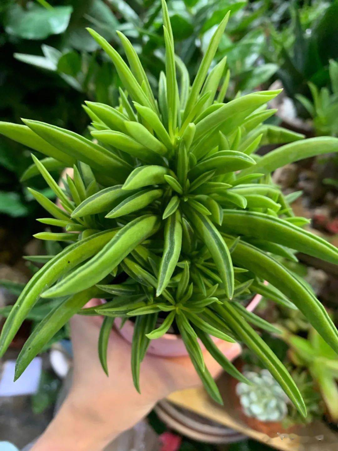 模样像把大砍刀的"欢乐豆",阳台上养一棵真有趣!_植物