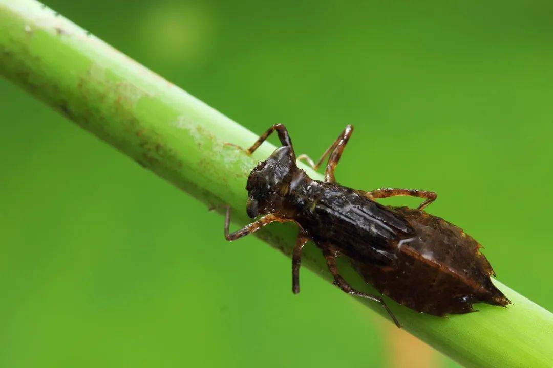 奧森水生生物和昆蟲的奧秘奧森日間探索課6月7日週日