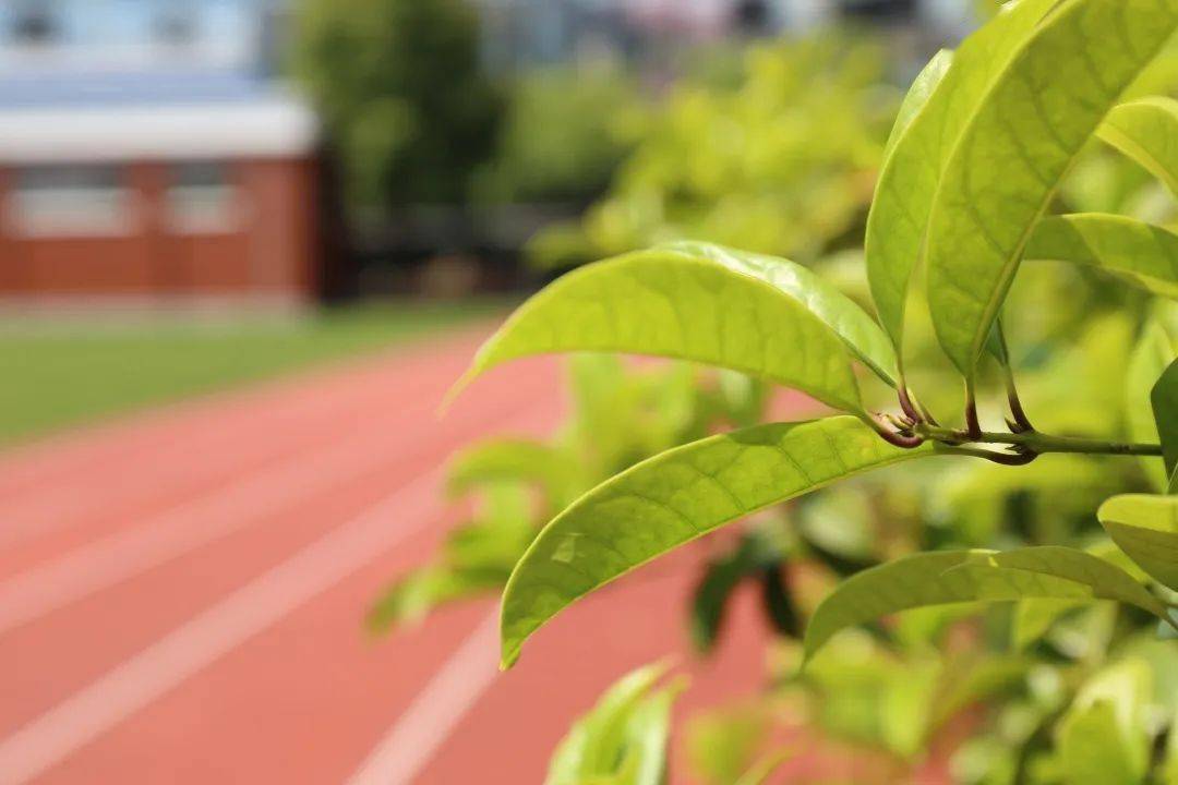 花开疫散夏意浓绿苗心喜笑归园