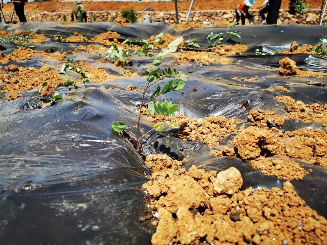 泓森槐早期生长速度和杨树相似,且没有飘絮问题,种植密度可达3600棵