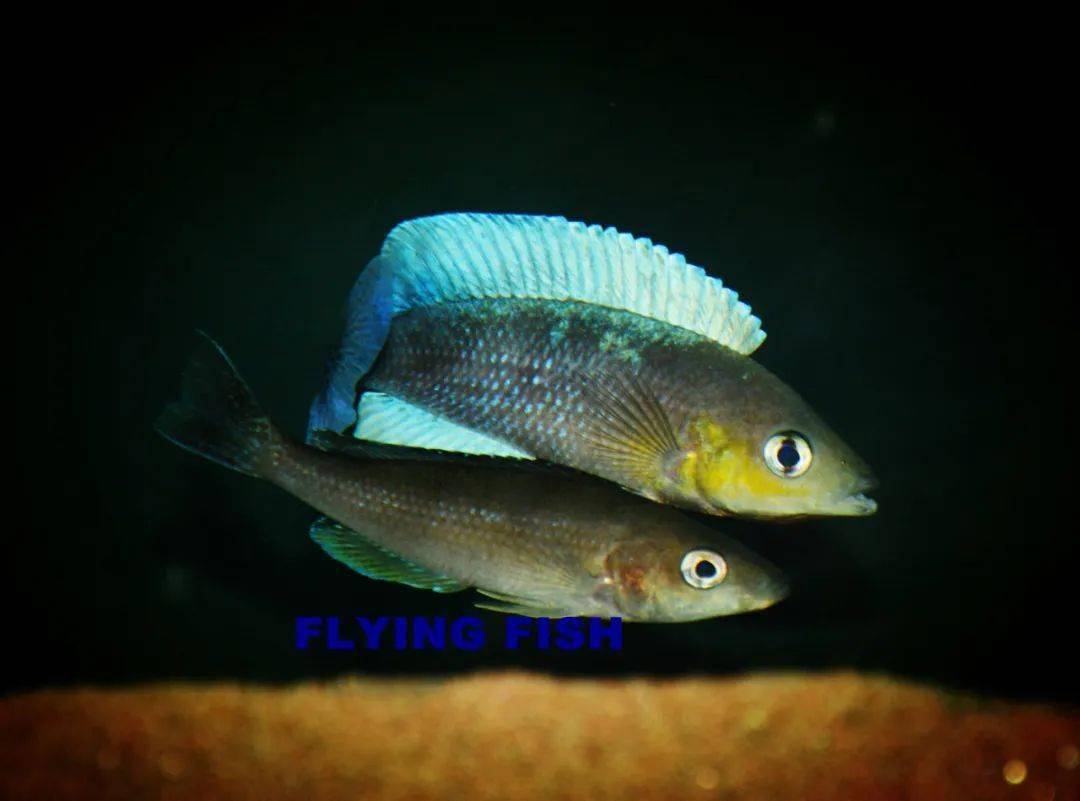 cyrichromis leptosoma jumbo kabogo 卡博果巨型三色剑沙the end