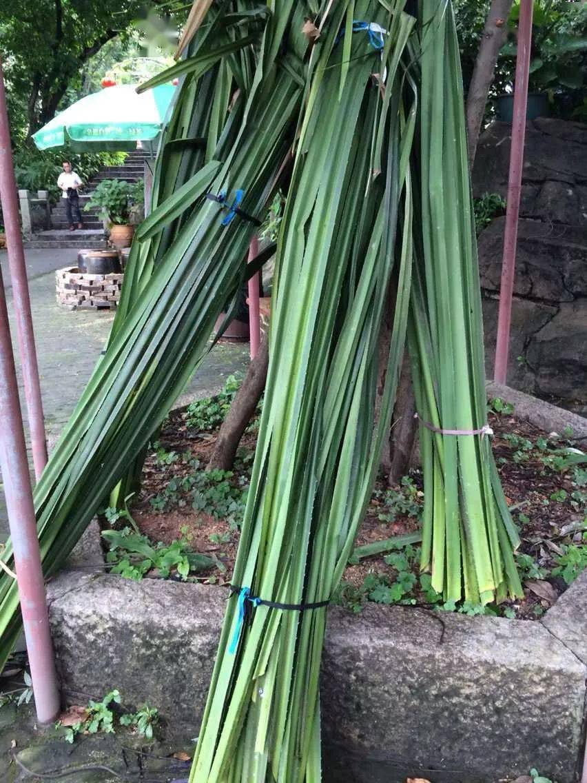 采撷家乡原味精髓-芦兜叶中山沙溪芦兜粽沙溪凤凰山上的芦兜而且包