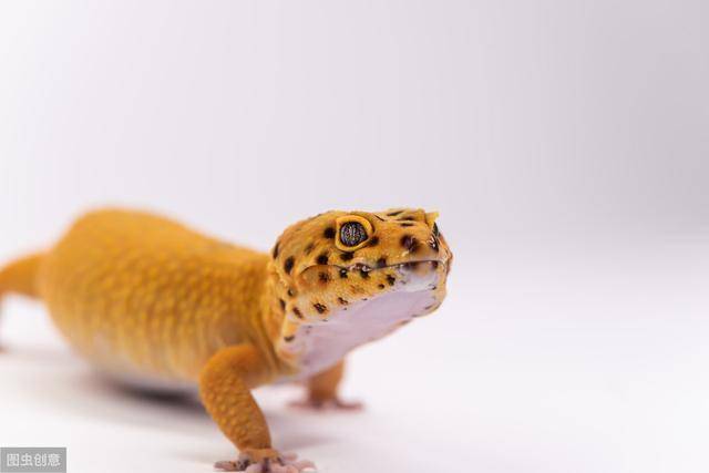 养一只冷血动物是怎样的体验它们也可以做宠物的