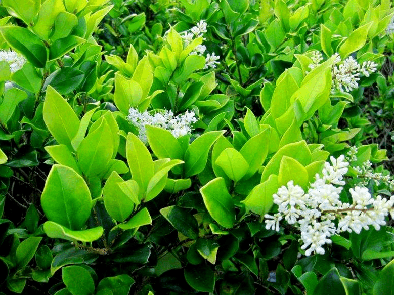 培植方法喜光,稍耐陰,耐旱,耐寒,對土壤要求不嚴生長迅速.