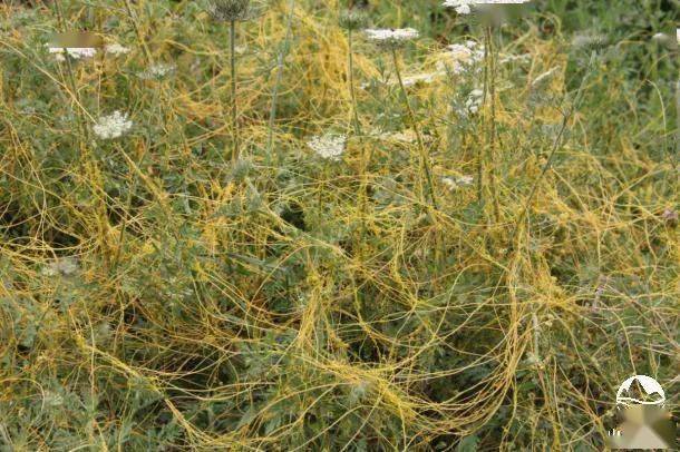 阅鉴本草植物界的蚂蟥菟丝子