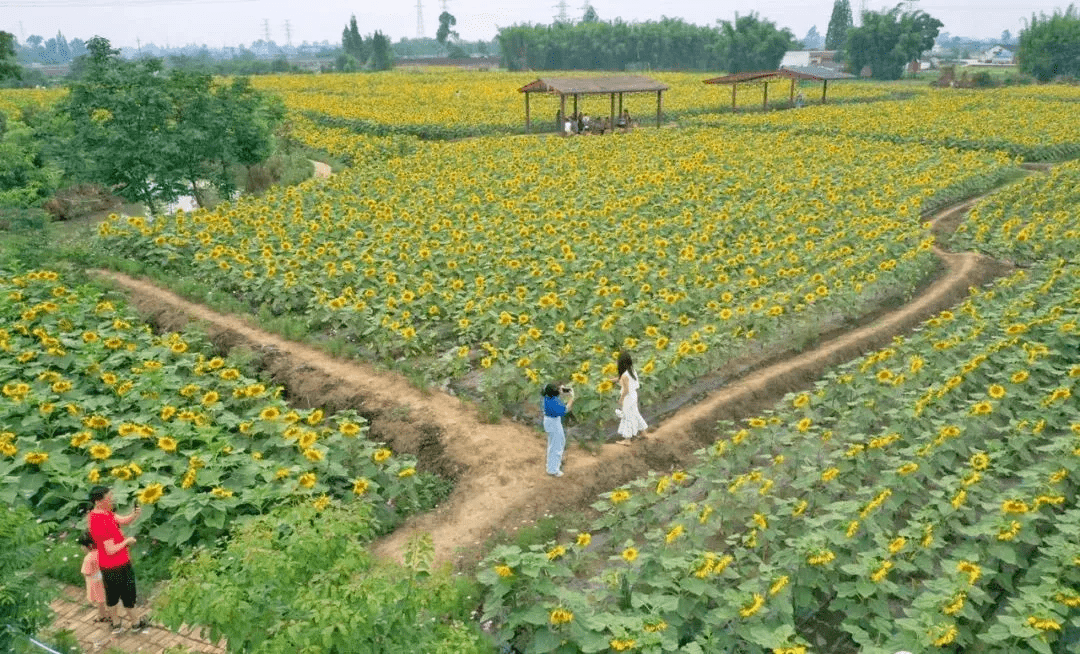 5h打卡今年第一波花海,每一幀都是電影截圖