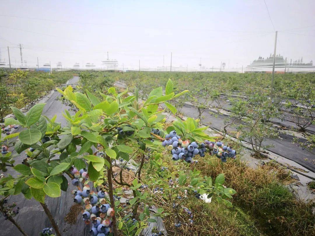 美味蓝不住阳山最新蓝莓采摘地来了就在
