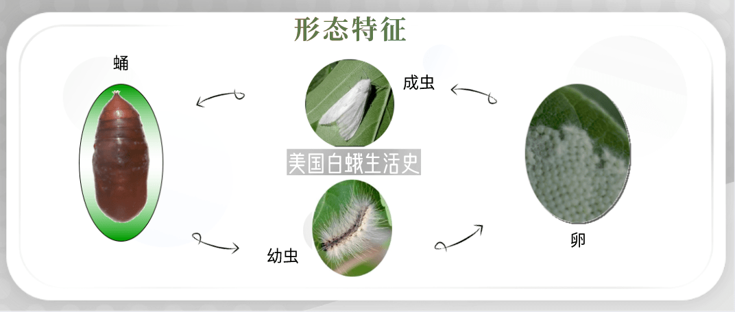 1只最高100元!西安高新区"通缉"美国白蛾