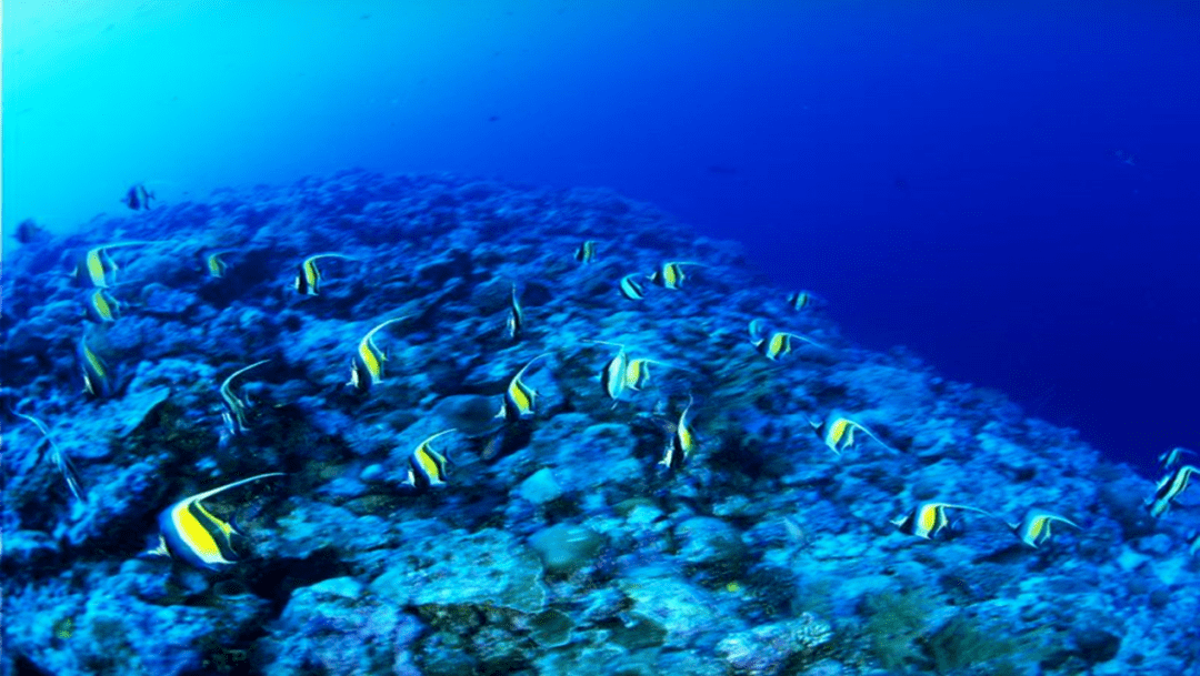 大名读书人海底世界