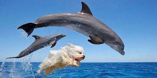 狗狗在船上看到海豚激动的一跃而下与海豚一起玩了起来