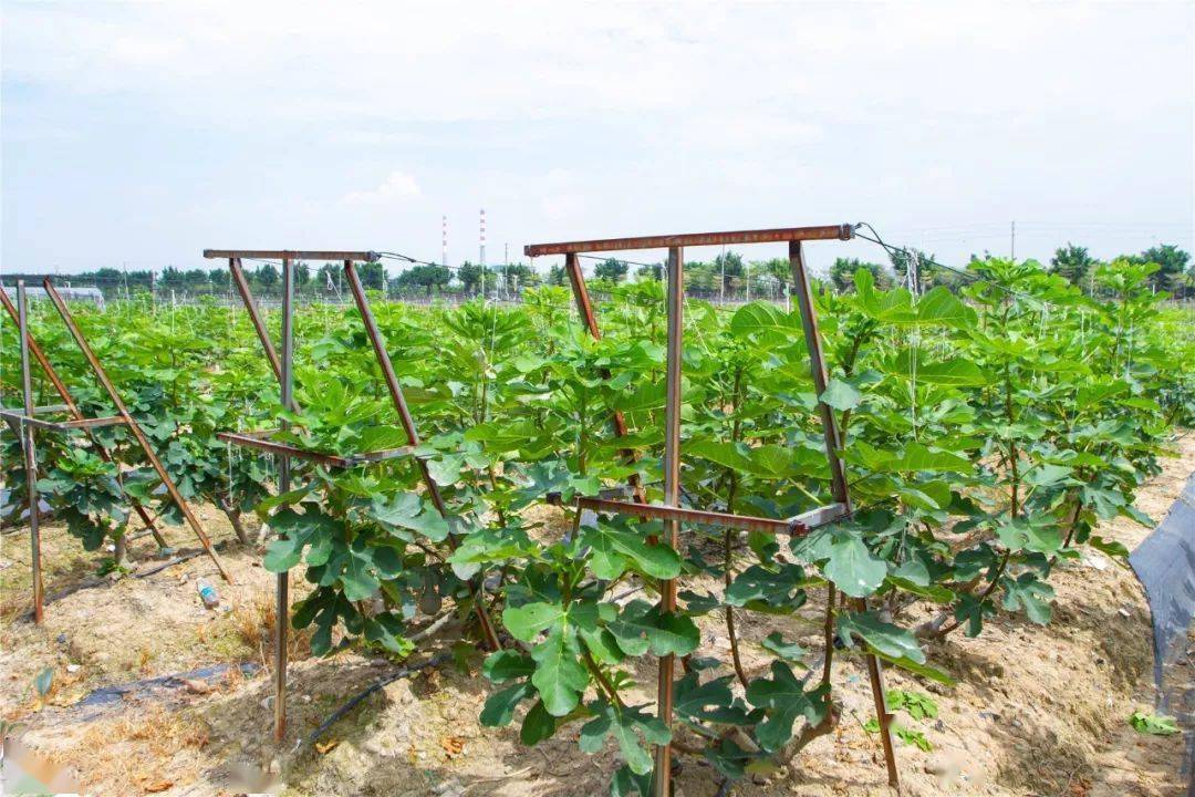 6月5日,来杨墩休闲农庄打卡网红天空玻璃幻境,赏味鲜果,划船射箭