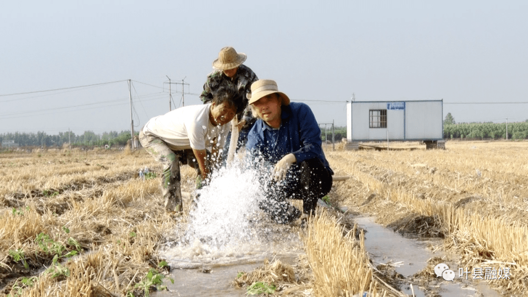 全县夏收之后忙夏种抗旱抢种不误时