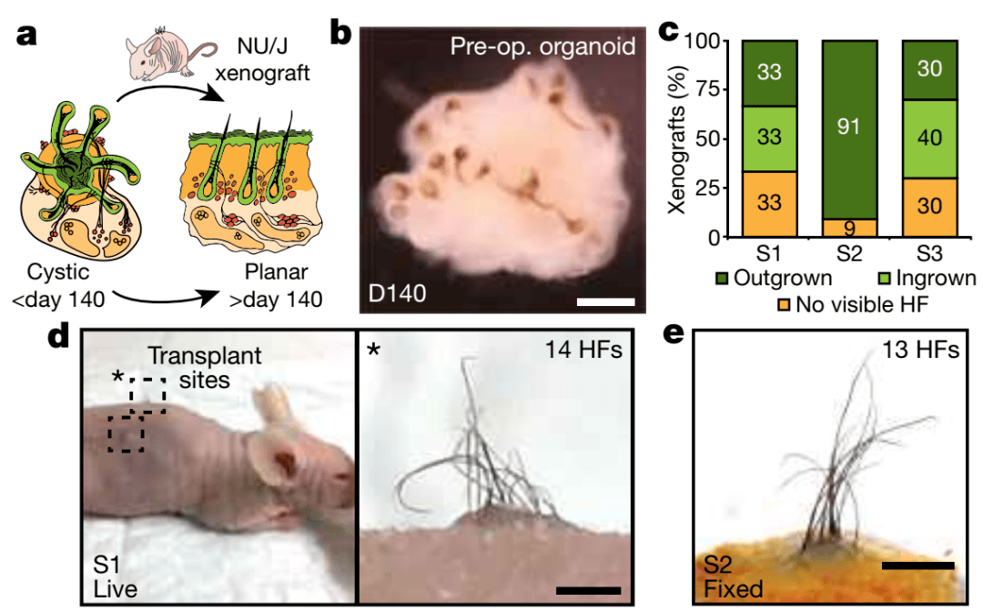 題為hair-bearing human skin generated entirely from pluripotent